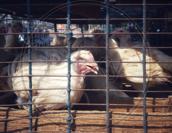 White Broiler Chickens In A Cage For Sale At Butcher Meat Shop