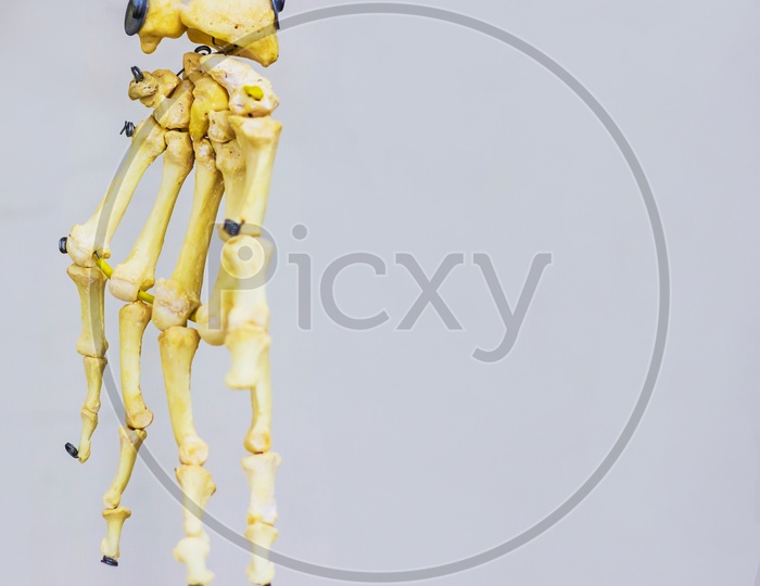 Articulated Carpal Bones Showing Human Hand Anatomy In White Background
