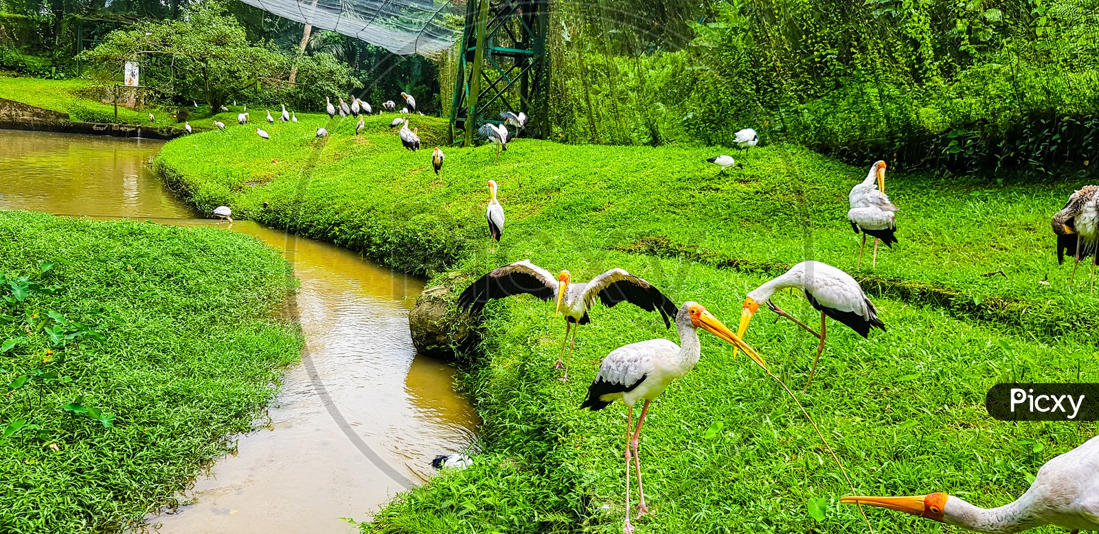 Flock Of Flamingo Birds Inside Kl Bird Park, Malaysia 2017