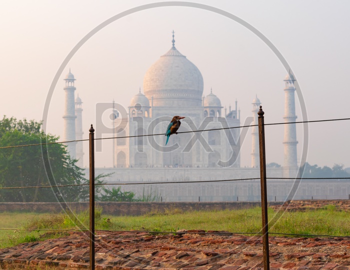 Woodbecker Bird With Taj Mahal In Background