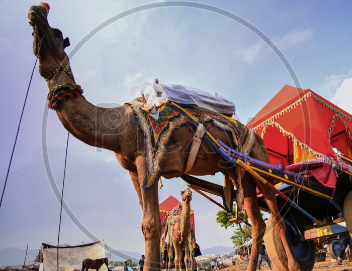 pushkar camel mela