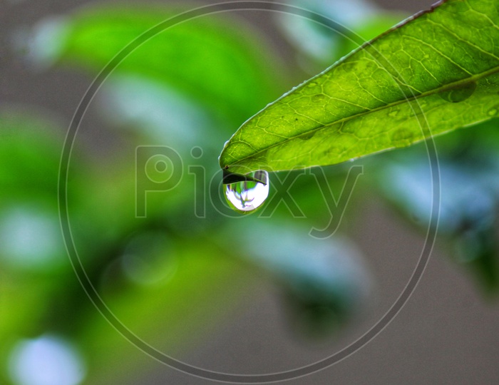 The eternal love between the water drop and leaf