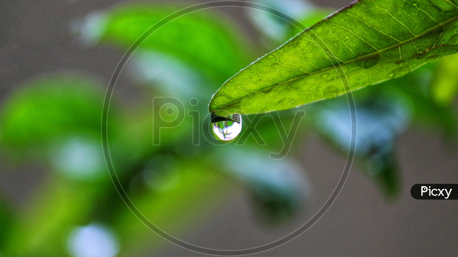 The eternal love between the water drop and leaf