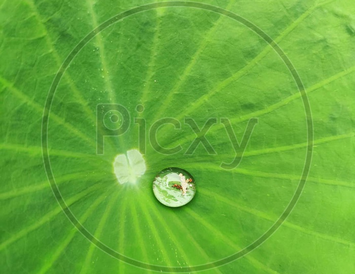 Water Droplet on a Leaf Closeup With Texture