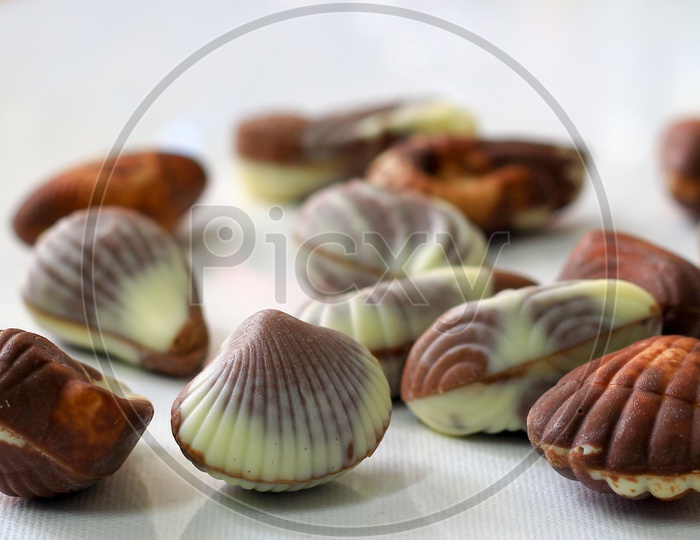 Sea Shell Shaped Assorted Belgian Chocolates In White Background.Close Up Macro Image.