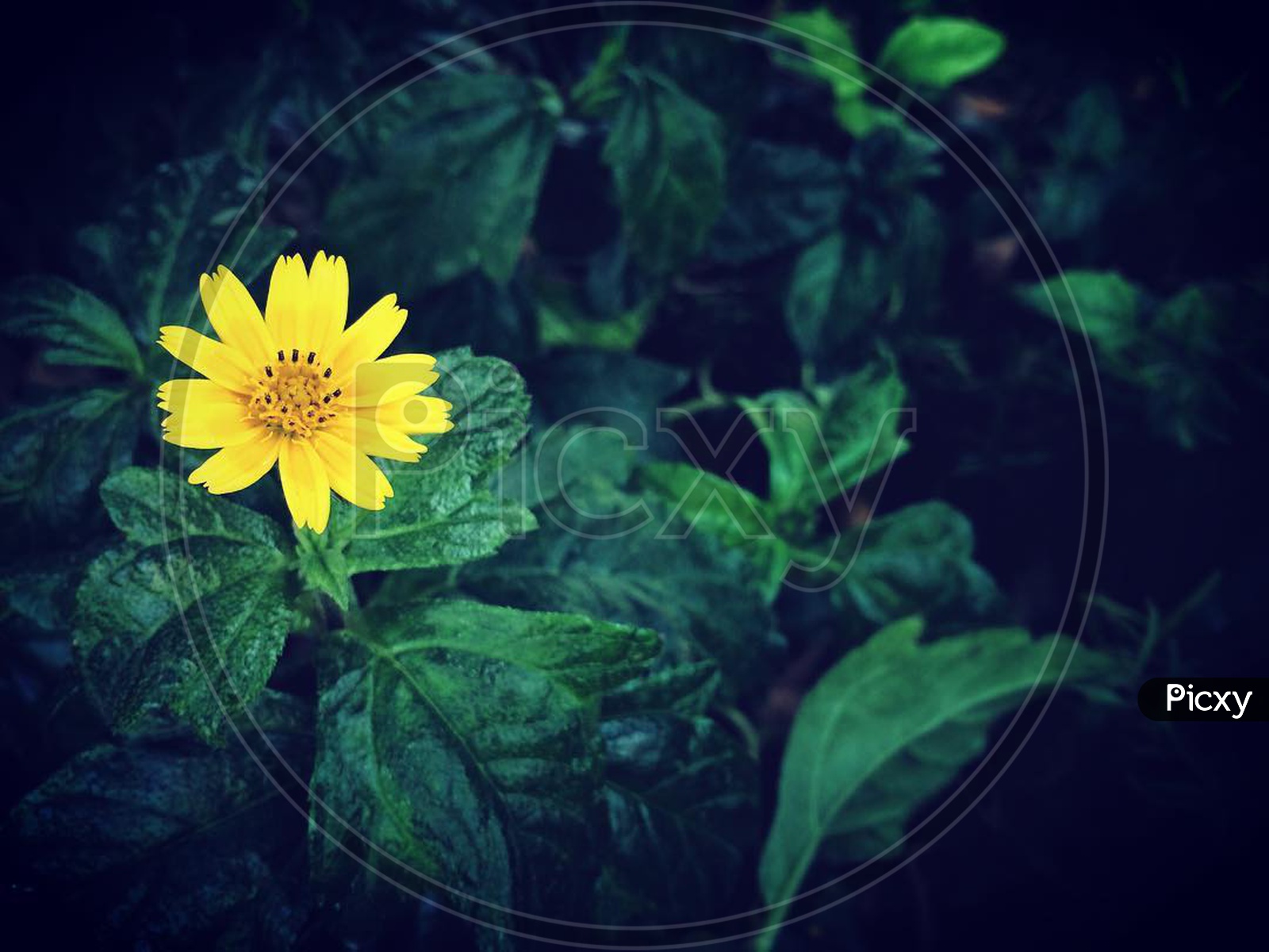Yellow flower with green leaves background