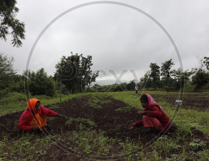 Women working in fields