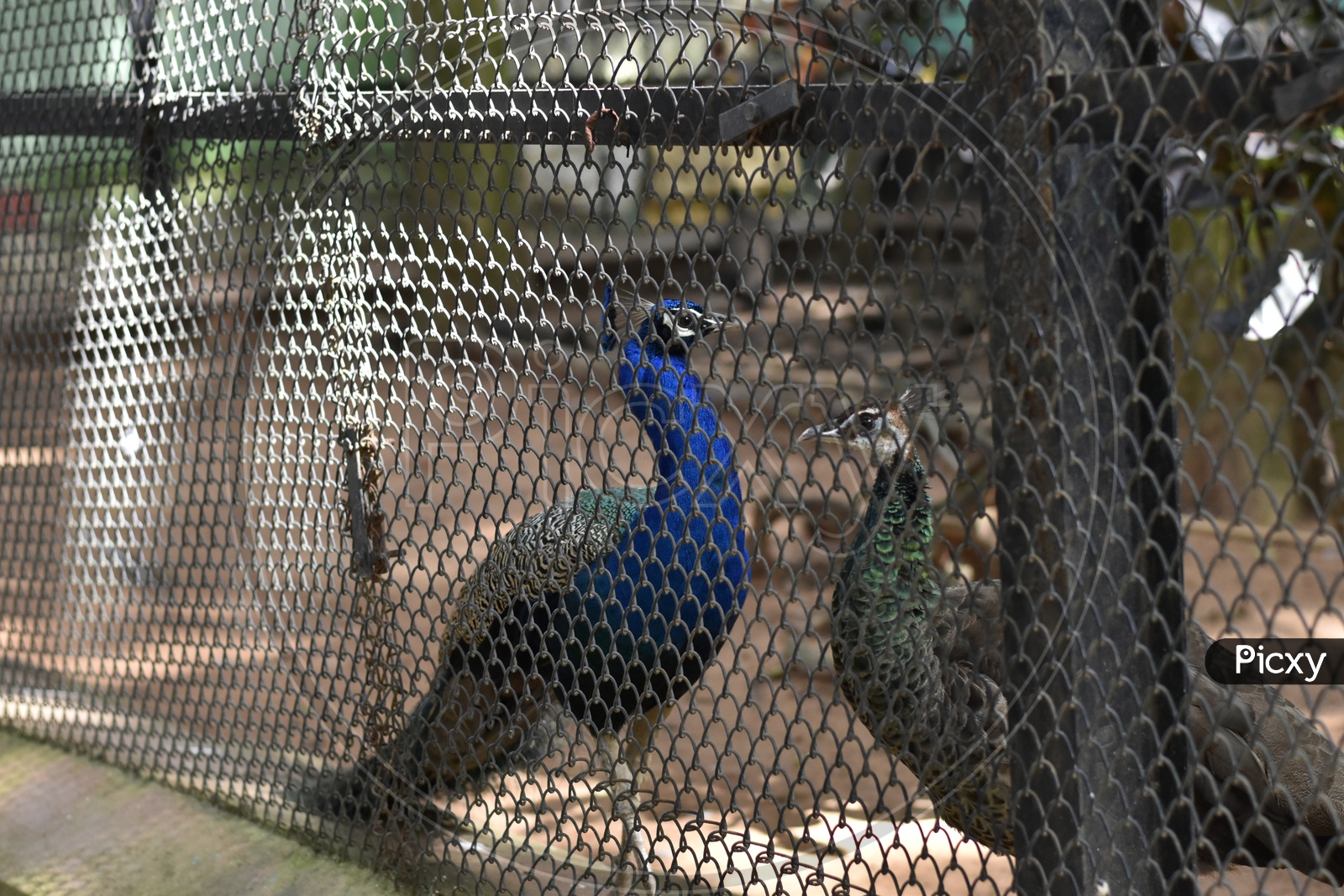 Indian National Bird Peacock behind fencing Bars in Zoo