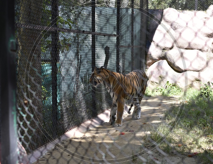 Bengal Tiger in Banneraghatta zoo