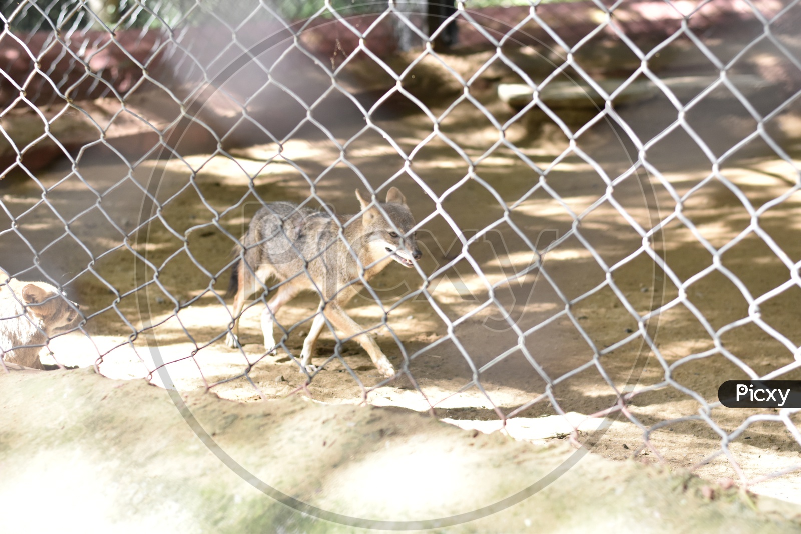 A Jackal behind bars in Zoo