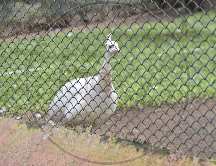 Indian National Bird White Peacock behind fencing Bars in Zoo
