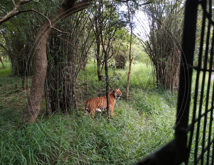Bengal Tiger in Banneraghatta zoo