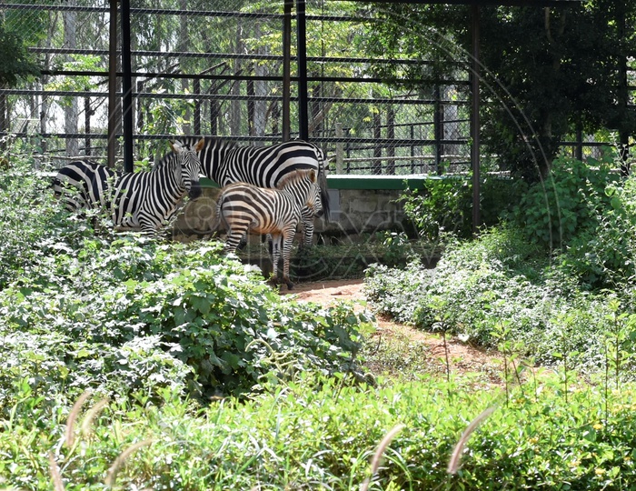 A group of Zebras in Indian Zoo