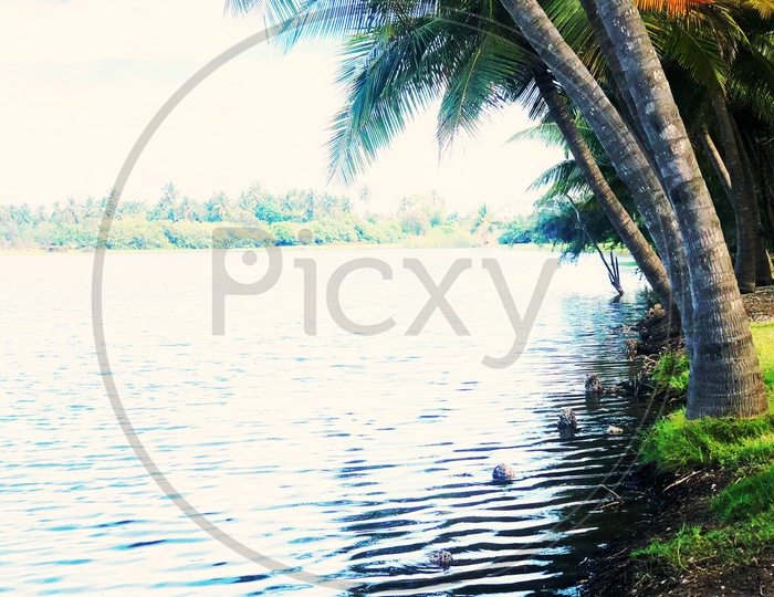 River Channel With Coconut Trees on Bank