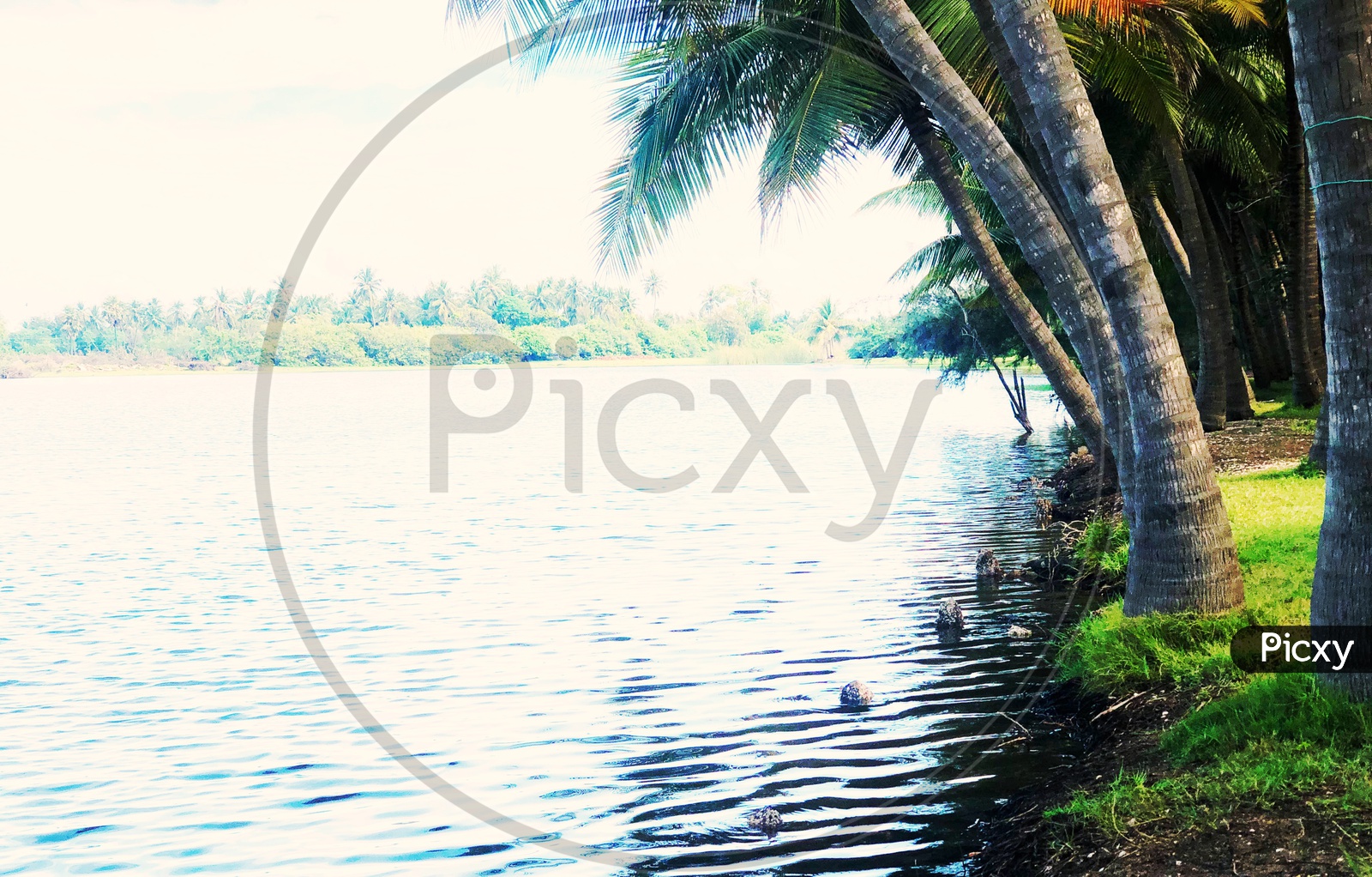 River Channel With Coconut Trees on Bank