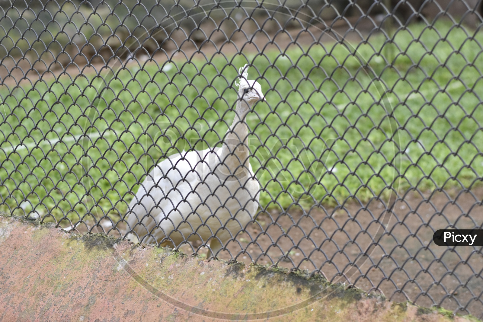 Indian National Bird White Peacock behind fencing Bars in Zoo