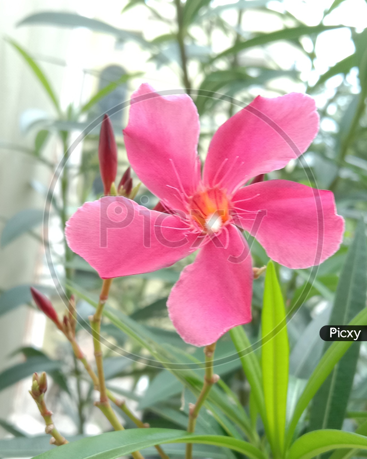 Pink Flower Closeup Blooming on Tree