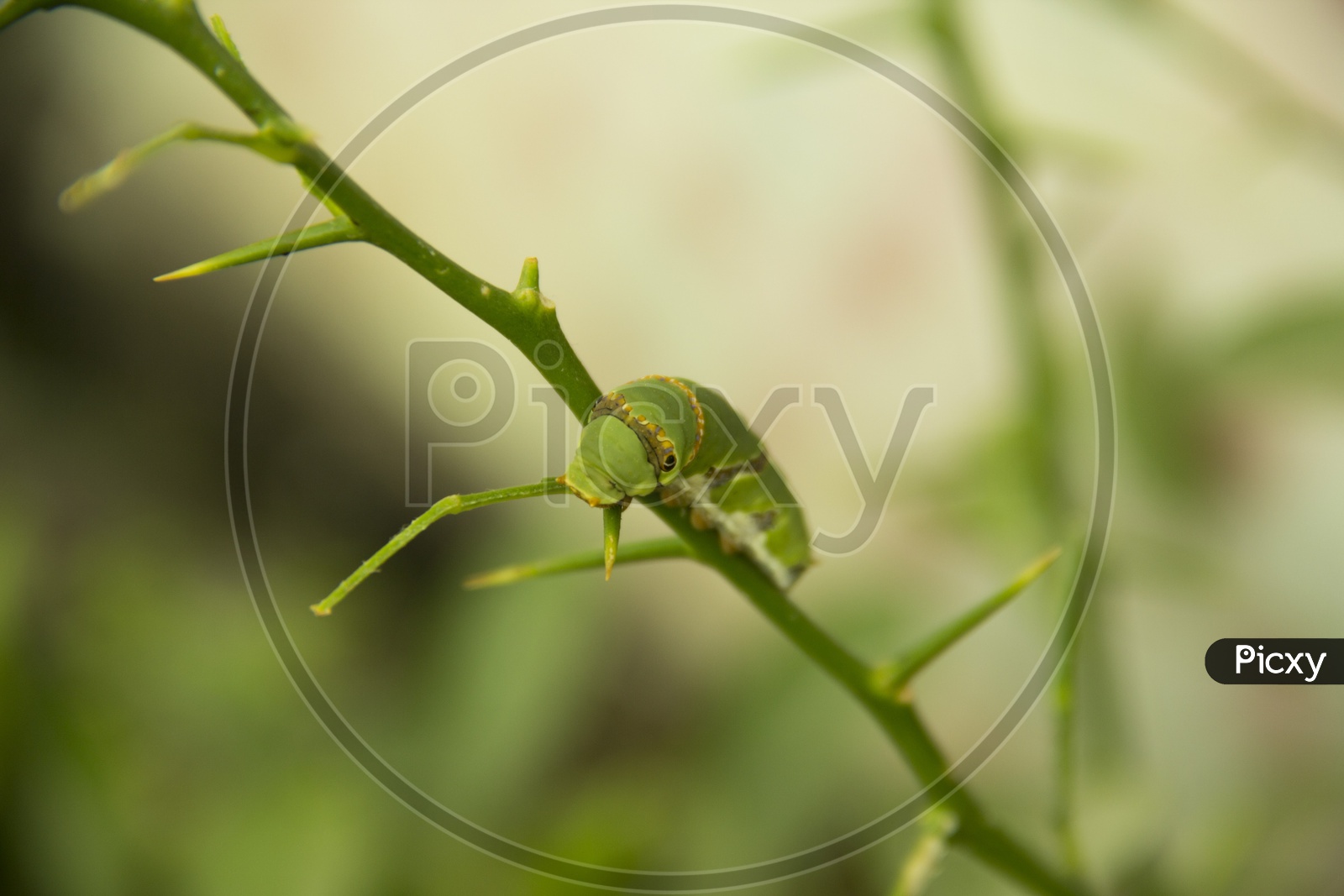 insect on a plant