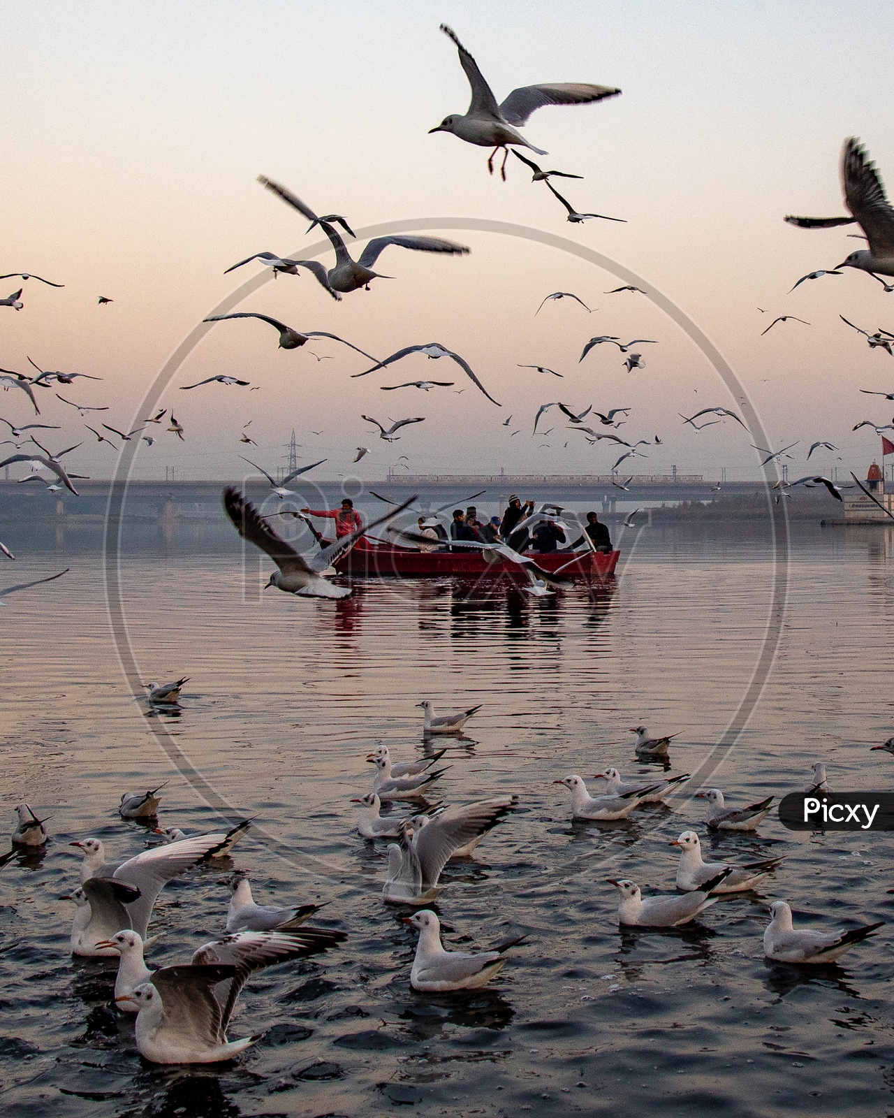 Tourists having a a boat ride during Sunrise at Yamuna Ghat of kashmere gate with seagulls flying