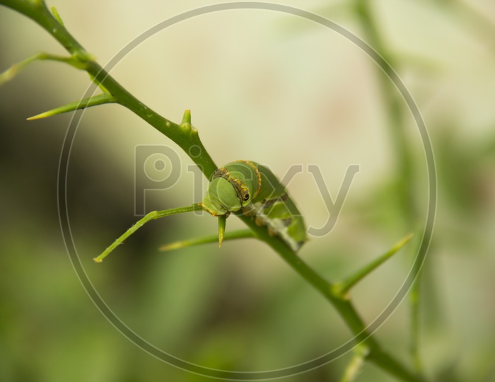 insect on a plant