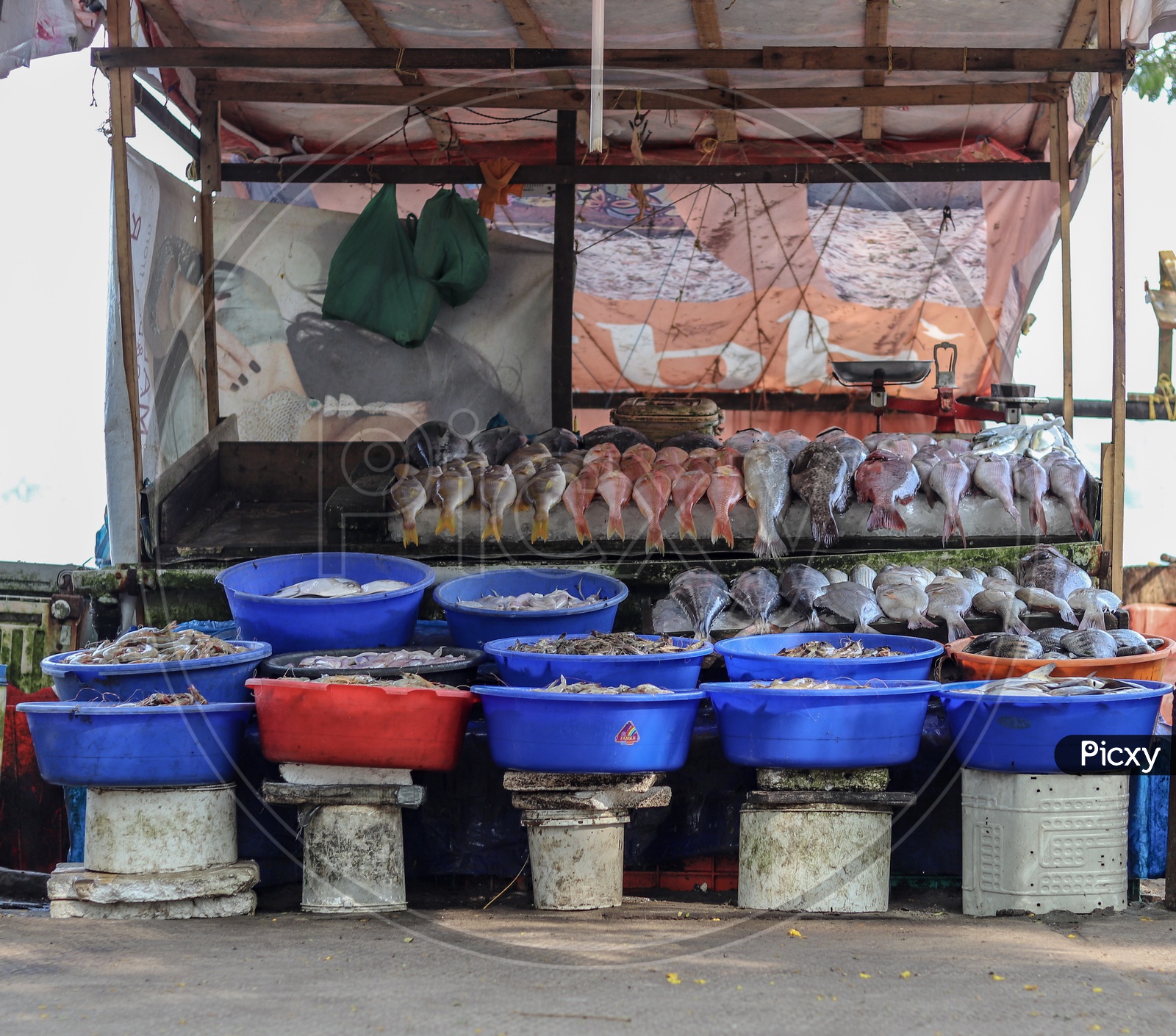 Various Fishes selling In a  Stall At Fish Market