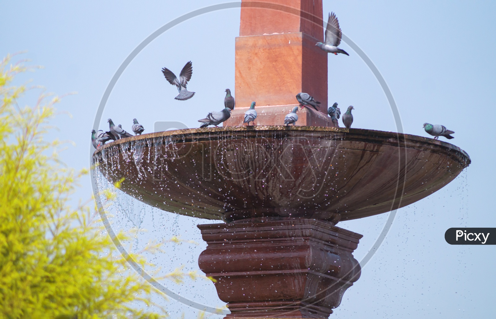 Pigeons enjoying water fountain