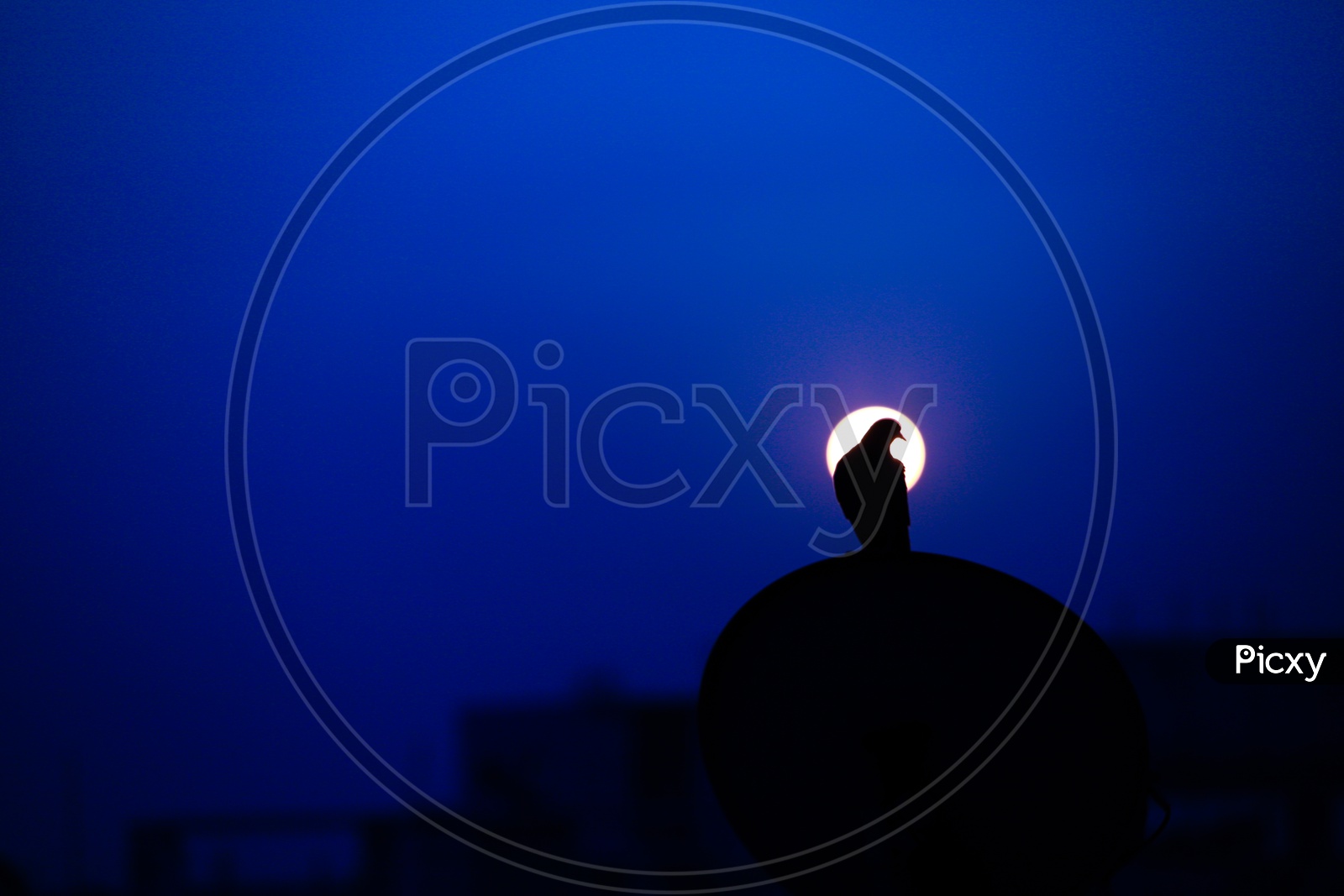 Dawn Vibes. Pigeon Silhouette.