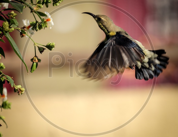 Ruby-Throated Humming Bird Nectar Sucking From Flowers