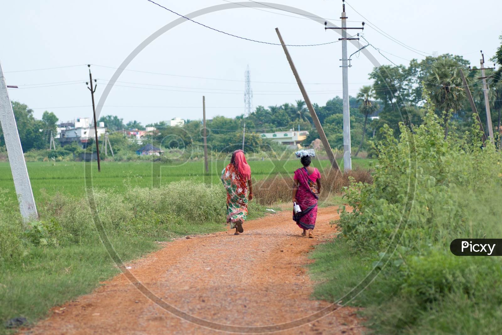 Rural Village Woman Walking on Pathways Near Agricultural Farms