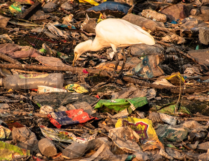 Bird Eating plastic. Drainage at Masab tank clogged because of plastic waste.