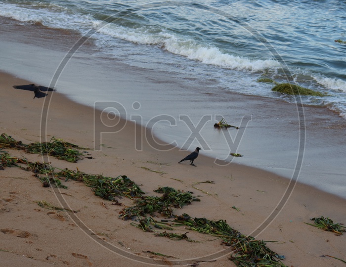 Crows On a beach