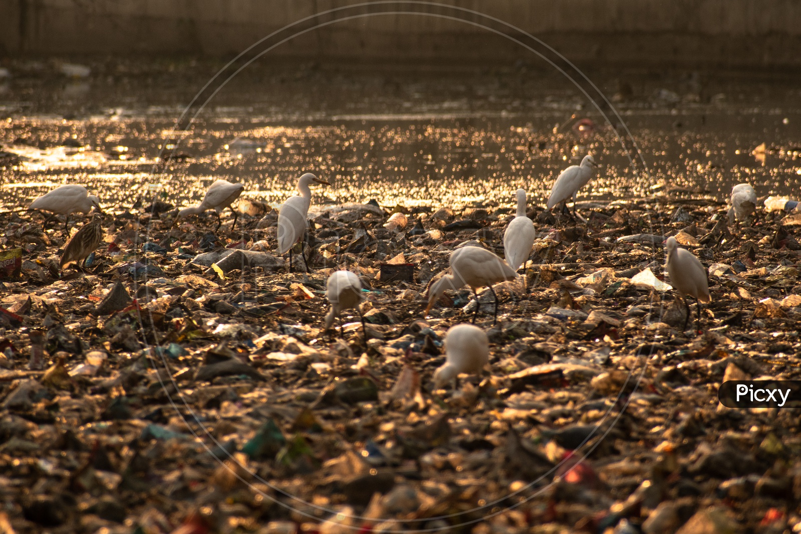 birds eating plastic. Drainage at Masab tank clogged because of plastic waste.