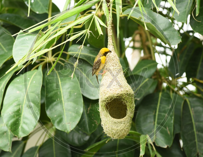 Baya Weaver Bird  At  A Hanging Retort Shaped Nest  Built With Leafs On a Tree