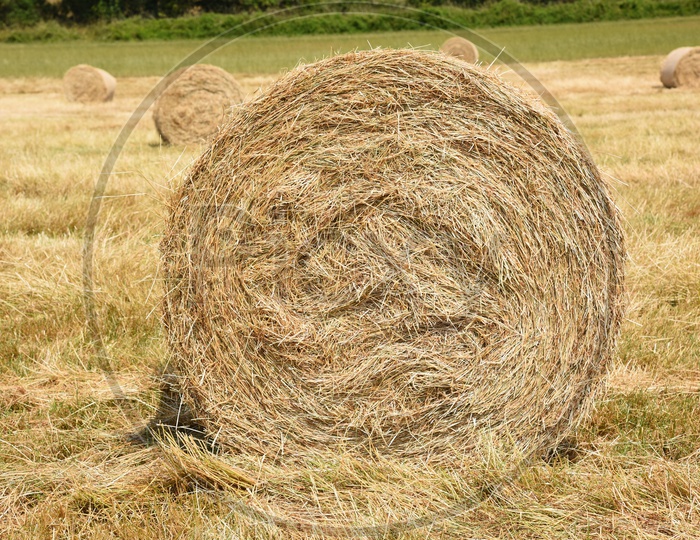 Hay Grass Bundles in Terrain lands