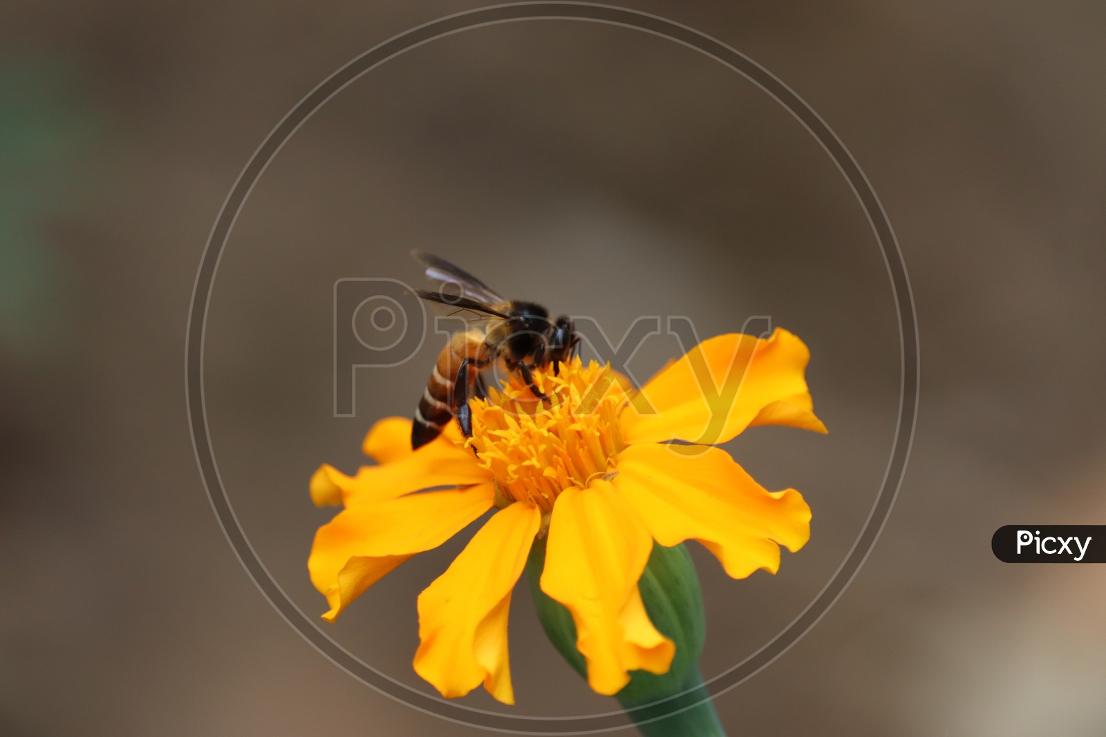 Honey Bee On Yellow Mari Gold Flower Closeup