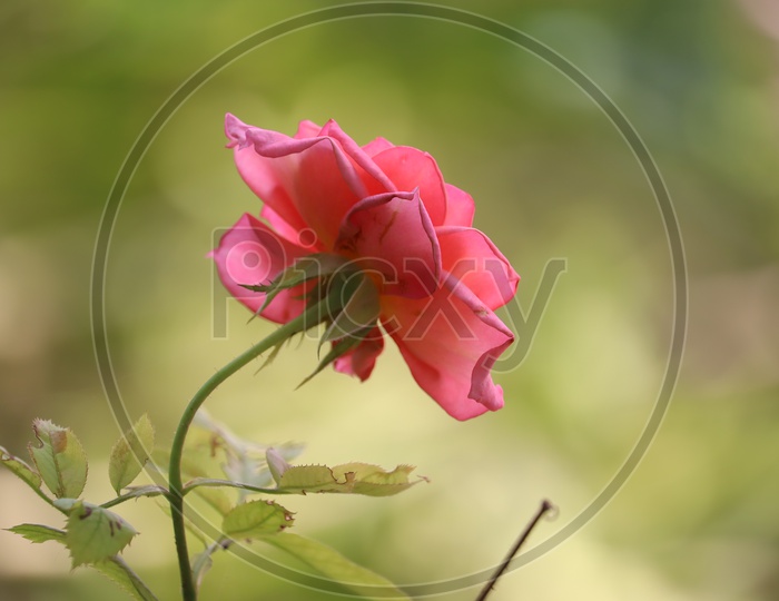 Red Rose Flower Blooming On Plant Closeup