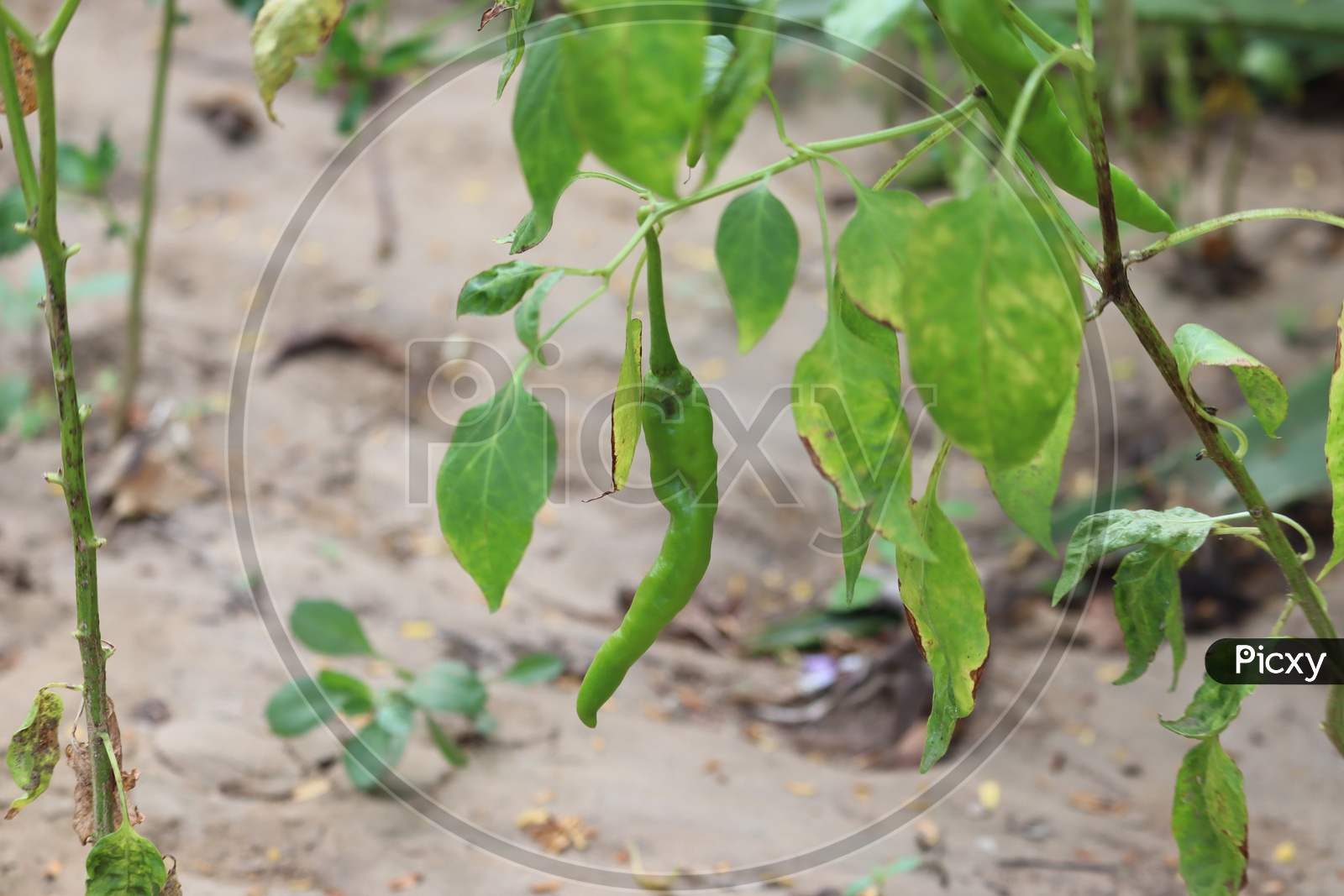 Cultivation Of Green Chili Pepper On A Windowsill Vegetable Garden