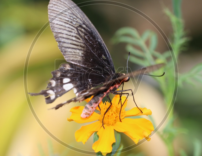 Athyma Ranga Butterfly Perched On Marigold Flower.Sucking Nectar, Pollen From The Marigold.
