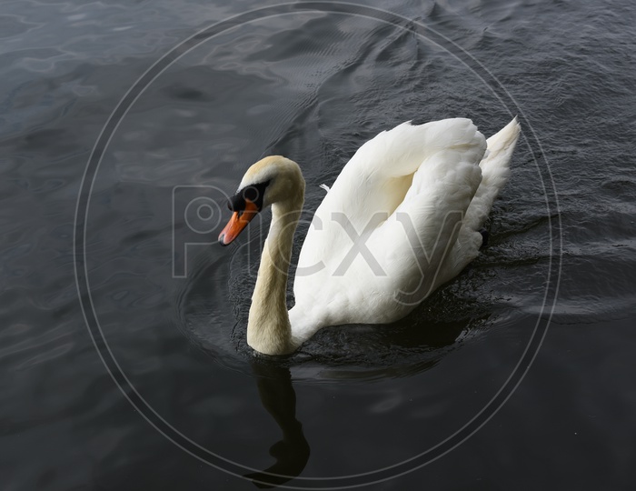 Swan In a Lake