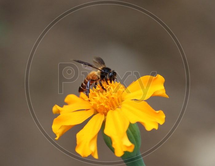 Honey Bee On Yellow Mari Gold Flower Closeup