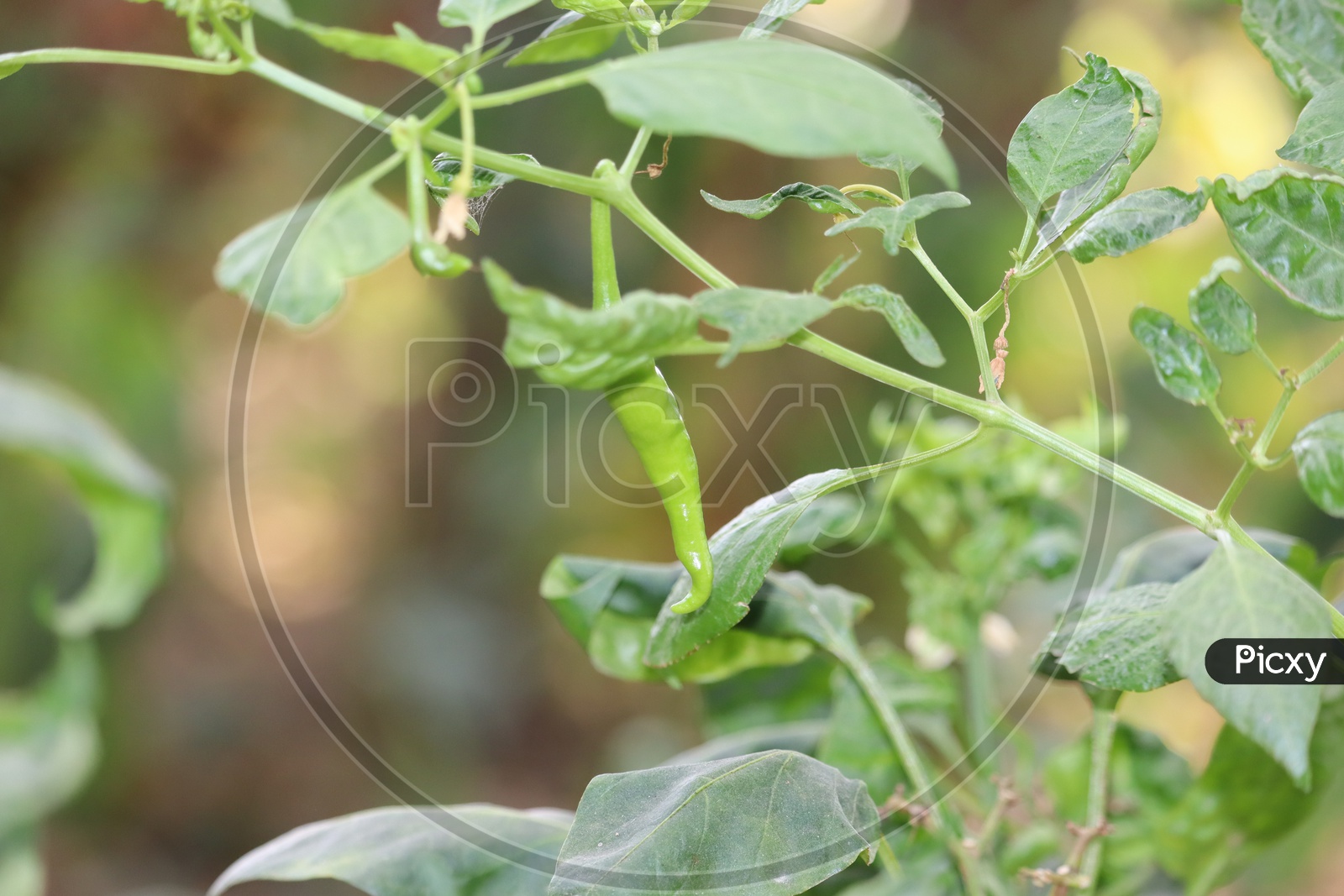 Cultivation Of Green Chili Pepper On A Windowsill Vegetable Garden