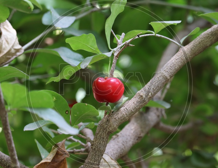 Delicious Ripe Sweet Cherries As Background, Closeup View
