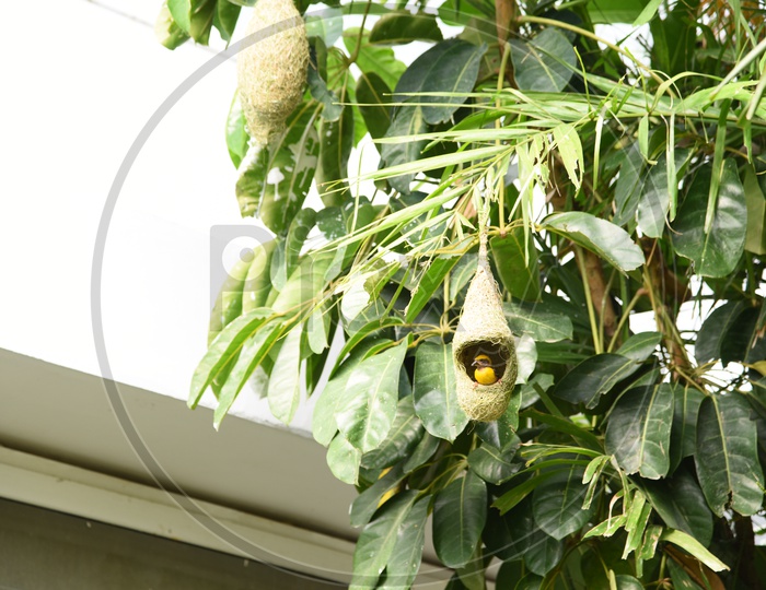 Baya Weaver Bird  At  A Hanging Retort Shaped Nest  Built With Leafs On a Tree