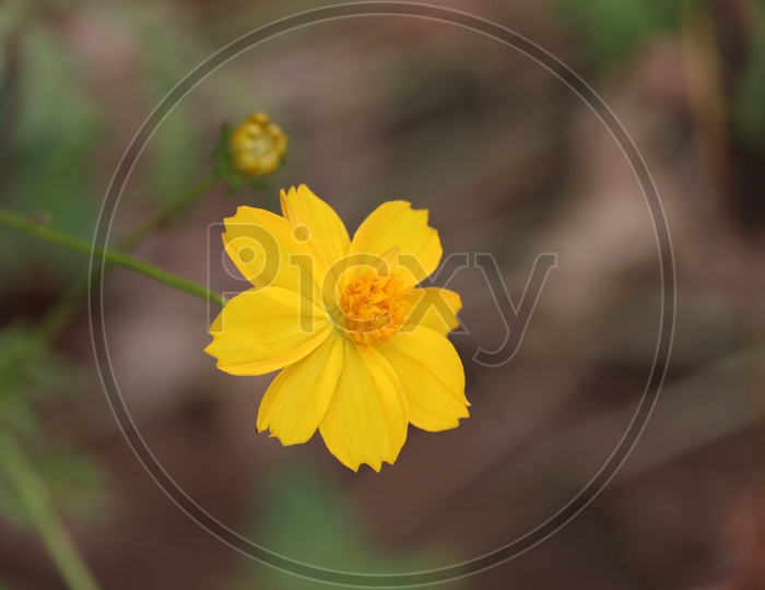 Spring Background With Beautiful Yellow Flowers