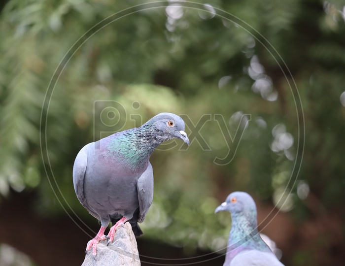 Pigeons   on a house Terrace Closeup