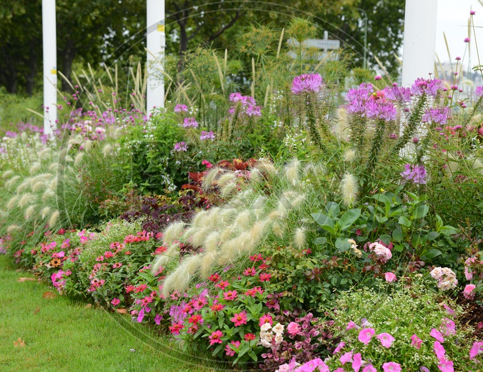 Flower Garden In a Park With Blooming Flowers