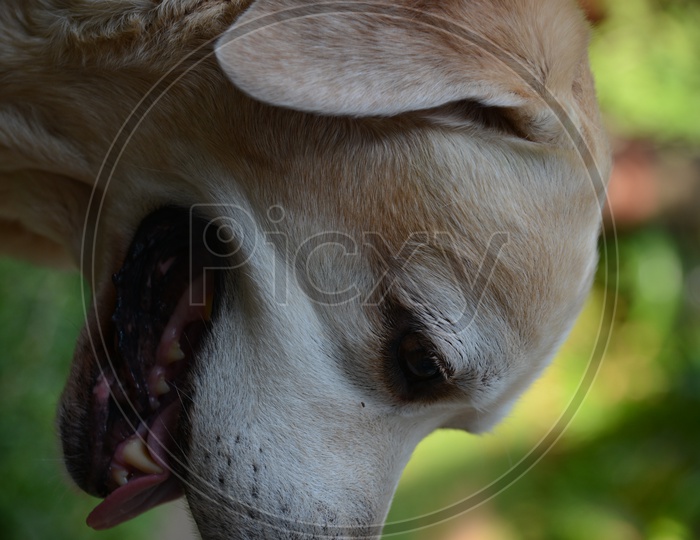Labrador Husky Dog Closeup