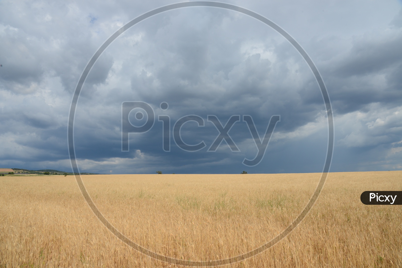 Golden Grass Land With Clouds And Sky As Background
