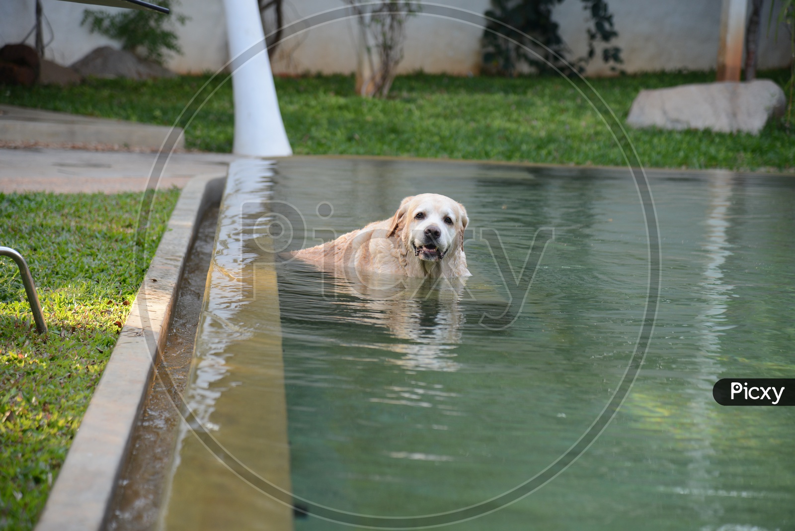 Labrador Husky Dog In a Swimming pool
