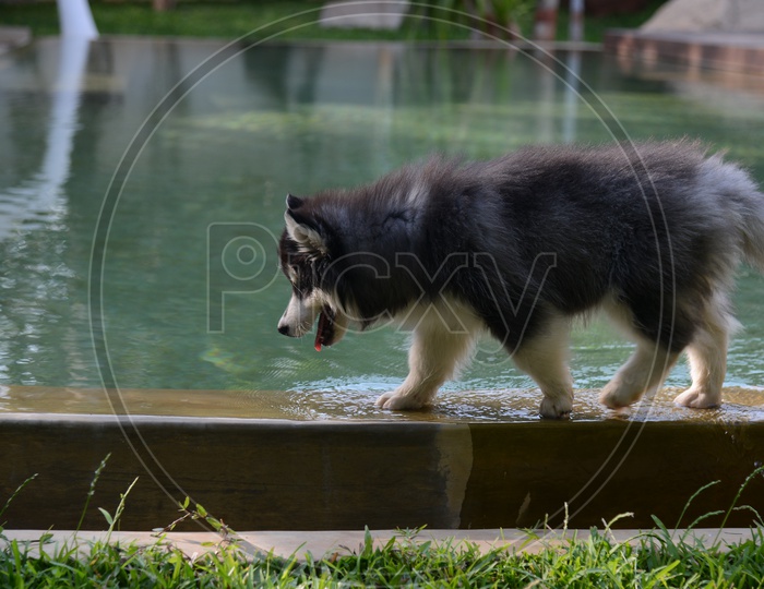 Mackenzie River husky Dog  At a Pool Side